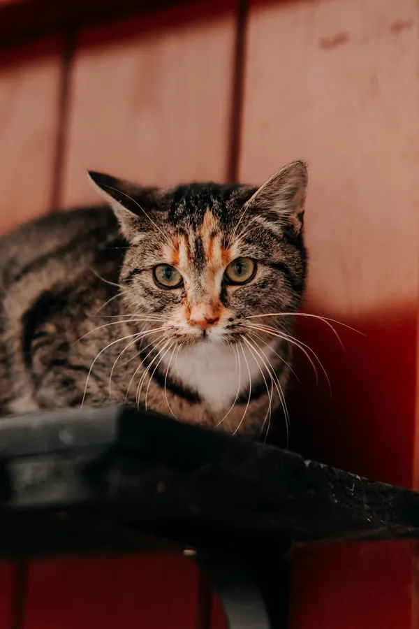 Kot do adopcji, Czartki, 7 lutego 2026 (4/4)