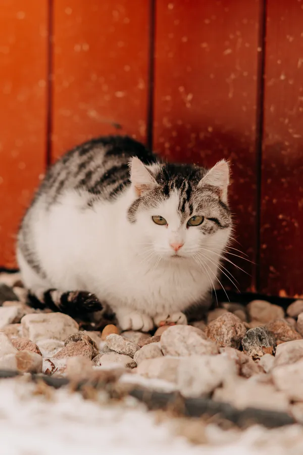 Kot do adopcji, Czartki, 8 lutego 2026 (1/4)