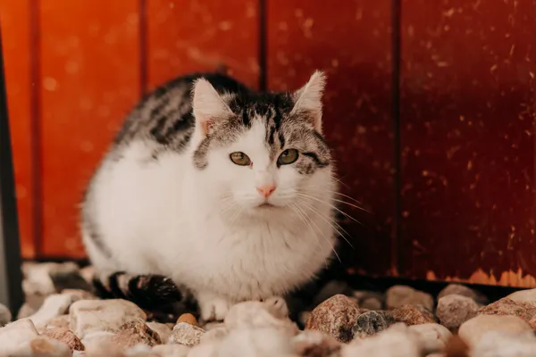 Kot do adopcji, Czartki, 8 lutego 2026 (3/4)