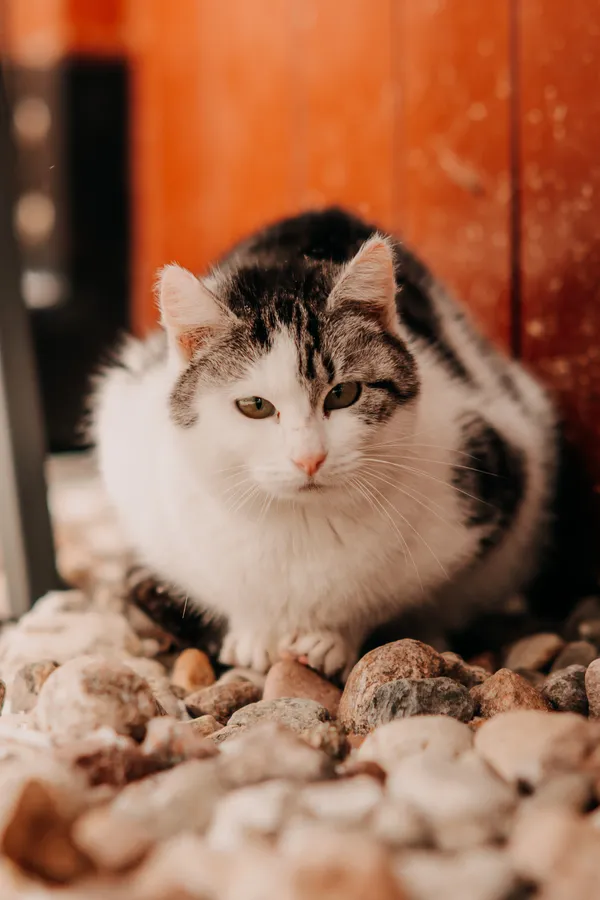 Kot do adopcji, Czartki, 8 lutego 2026 (4/4)