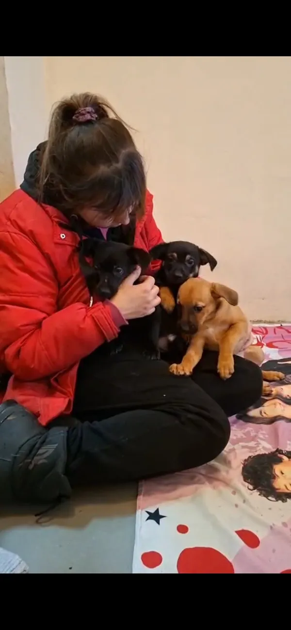 Pies do adopcji, Radom, 8 lutego 2026