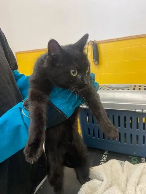 Znaleziono kota, Grudziądz, 8 lutego 2026