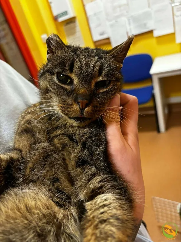 Znaleziono kota, Skałowo, 9 lutego 2026 (1/2)