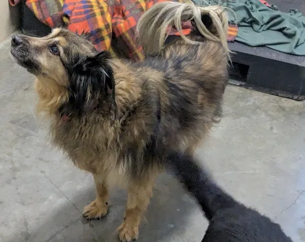 Pies do adopcji, Kraków, 25 stycznia 2026