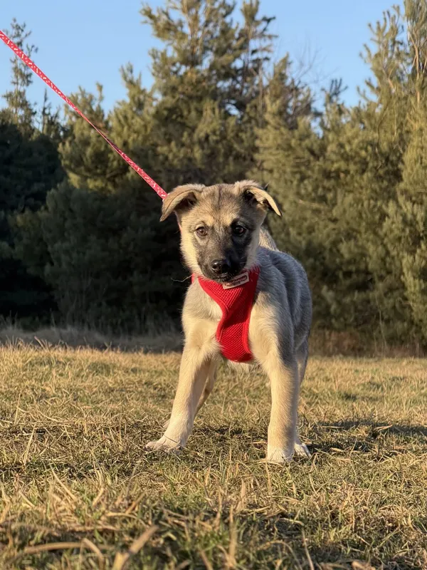 Pies do adopcji, Pieczyska, 9 lutego 2026 (2/5)