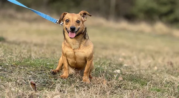 Pies do adopcji, Pieczyska, 9 lutego 2026 (1/5)