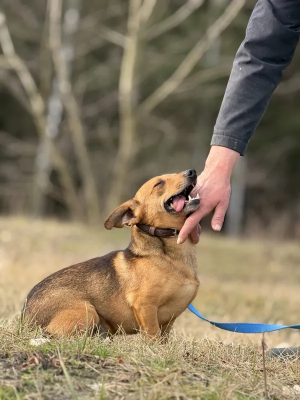 Pies do adopcji, Pieczyska, 9 lutego 2026 (2/5)