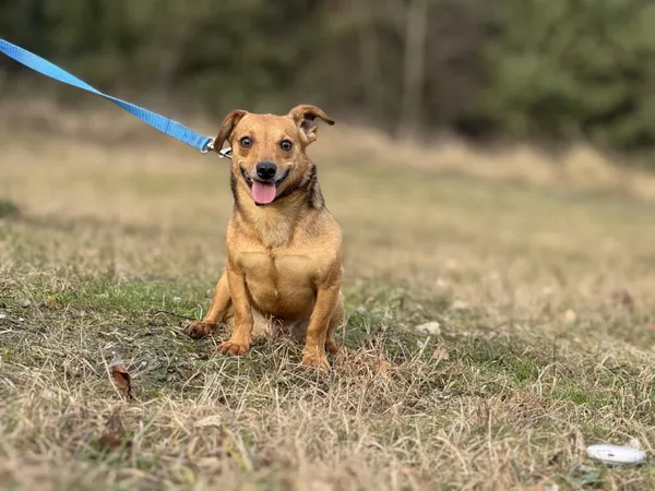 Pies do adopcji, Pieczyska, 9 lutego 2026 (3/5)