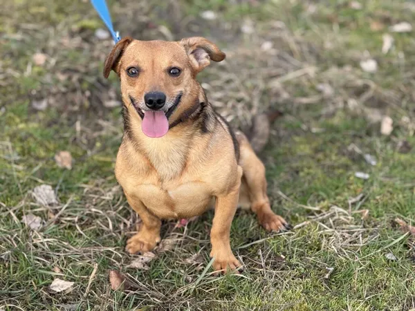 Pies do adopcji, Pieczyska, 9 lutego 2026 (4/5)