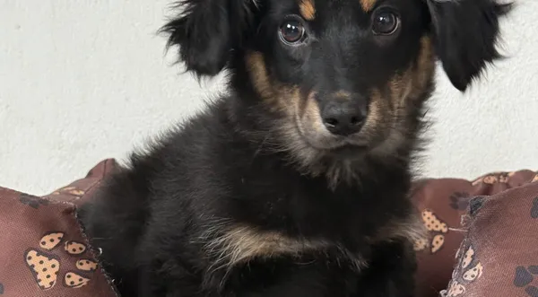 Pies do adopcji, Pieczyska, 9 lutego 2026 (1/5)