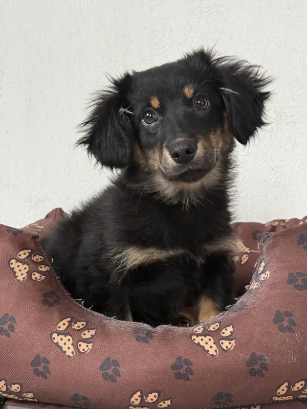 Pies do adopcji, Pieczyska, 9 lutego 2026 (2/5)