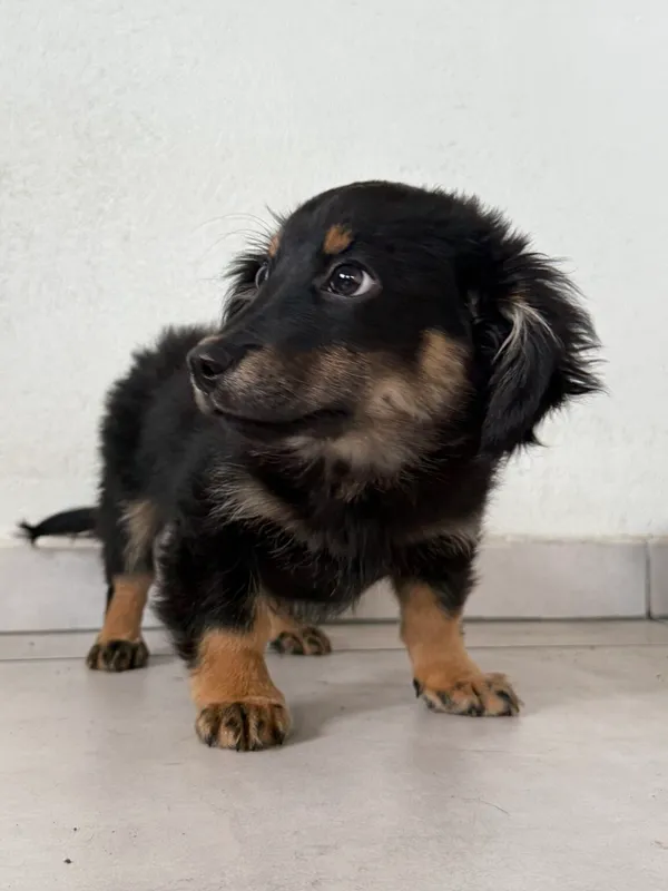 Pies do adopcji, Pieczyska, 9 lutego 2026 (5/5)