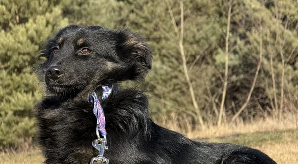 Pies do adopcji, Pieczyska, 9 lutego 2026 (1/4)