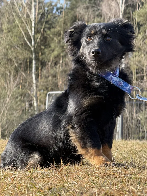 Pies do adopcji, Pieczyska, 9 lutego 2026 (2/4)