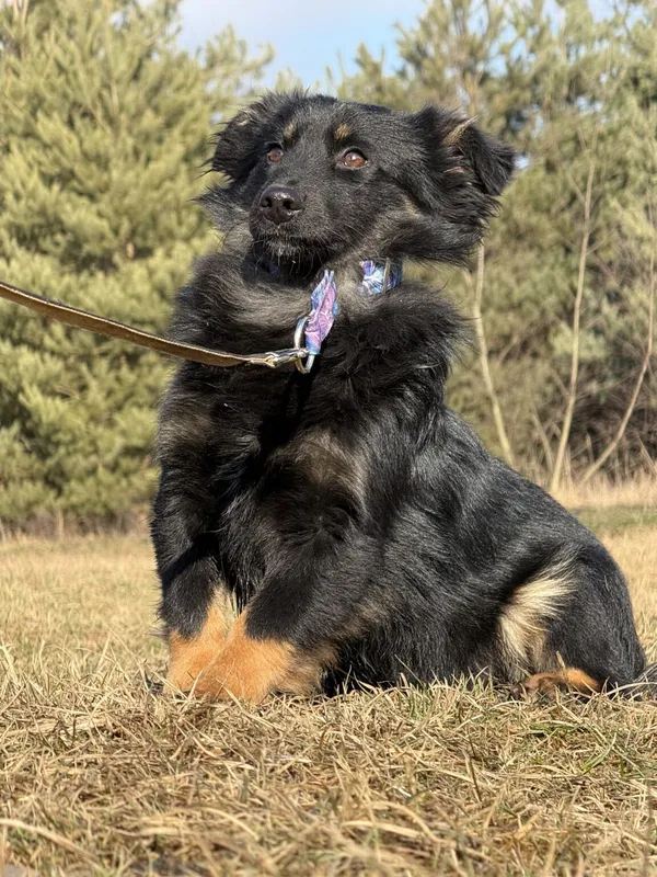 Pies do adopcji, Pieczyska, 9 lutego 2026 (4/4)