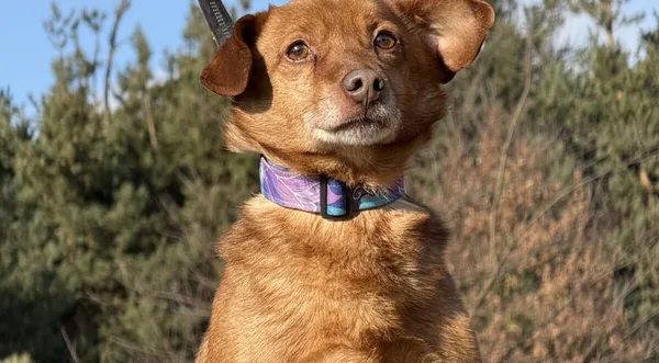 Pies do adopcji, Pieczyska, 9 lutego 2026 (1/5)