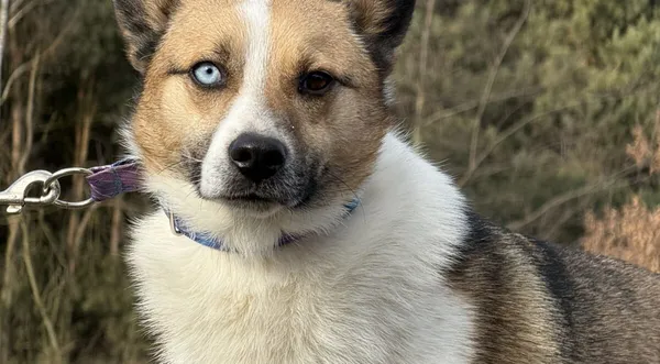 Pies do adopcji, Pieczyska, 9 lutego 2026 (1/4)