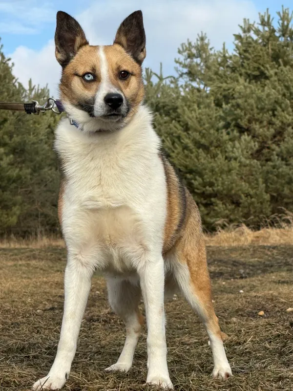 Pies do adopcji, Pieczyska, 9 lutego 2026 (2/4)