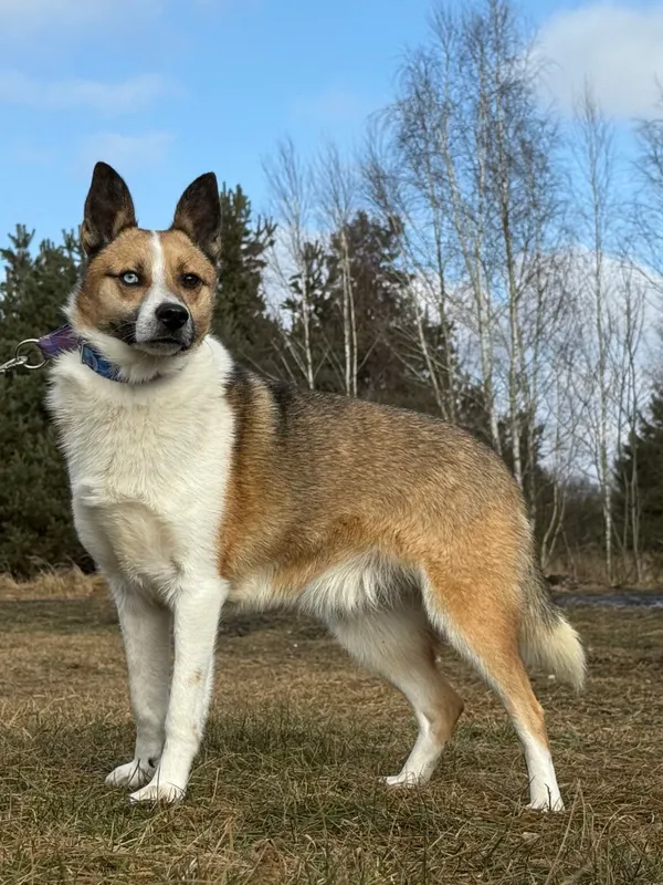 Pies do adopcji, Pieczyska, 9 lutego 2026 (3/4)