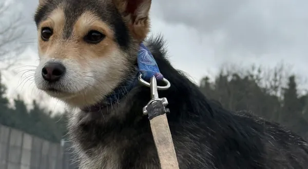 Pies do adopcji, Pieczyska, 9 lutego 2026 (1/5)