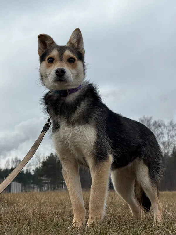 Pies do adopcji, Pieczyska, 9 lutego 2026 (2/5)