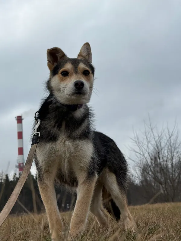 Pies do adopcji, Pieczyska, 9 lutego 2026 (5/5)