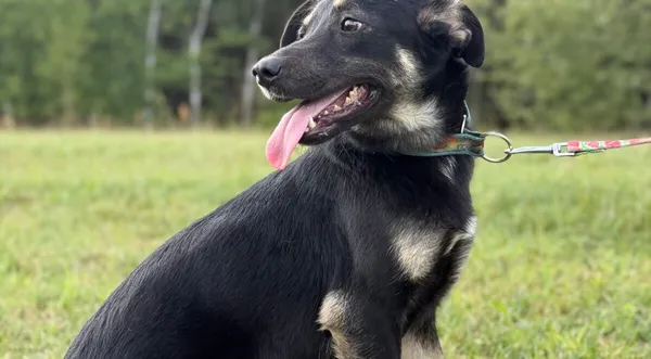 Pies do adopcji, Pieczyska, 9 lutego 2026 (1/5)