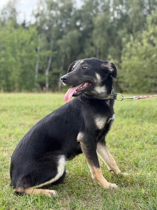 Pies do adopcji, Pieczyska, 9 lutego 2026 (2/5)