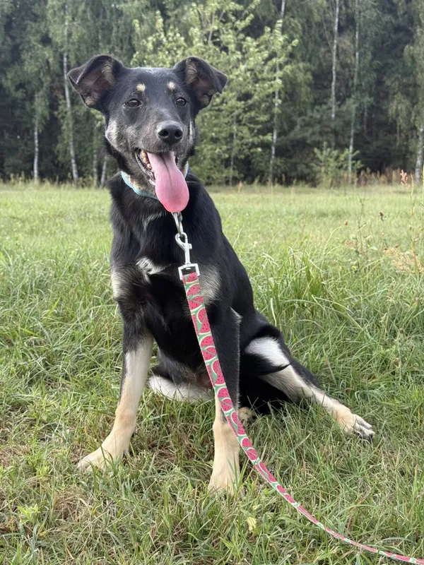 Pies do adopcji, Pieczyska, 9 lutego 2026 (3/5)