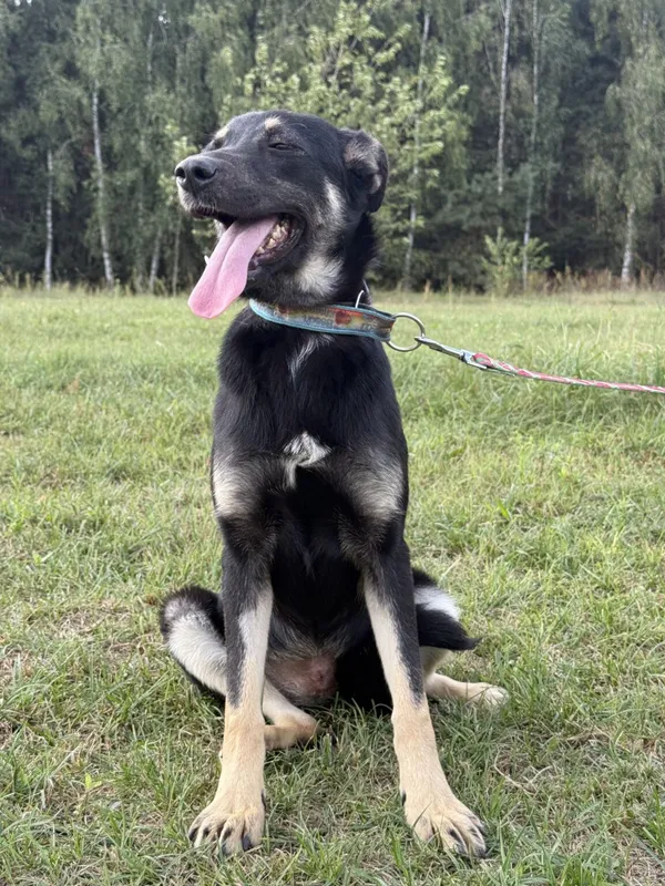 Pies do adopcji, Pieczyska, 9 lutego 2026 (5/5)