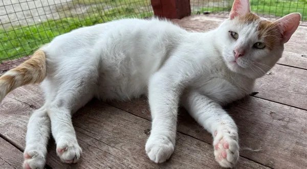 Kot do adopcji, Pieczyska, 9 lutego 2026 (1/5)