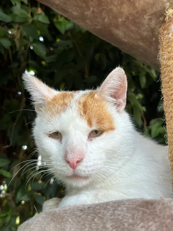 Kot do adopcji, Pieczyska, 9 lutego 2026 (2/5)