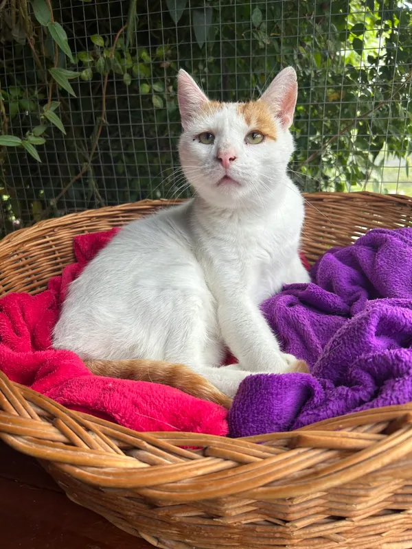 Kot do adopcji, Pieczyska, 9 lutego 2026 (4/5)