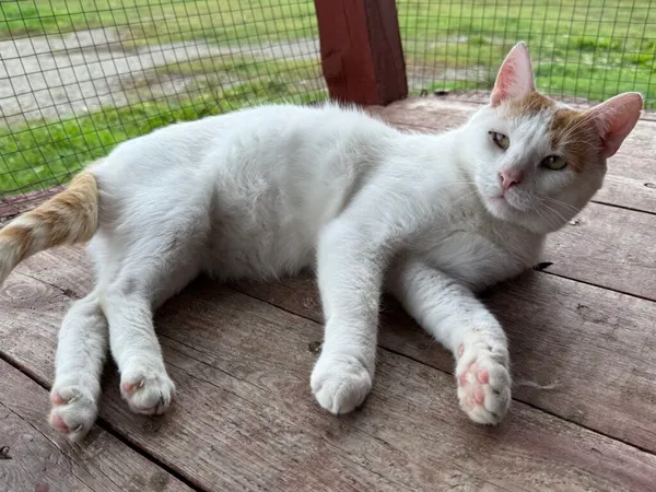 Kot do adopcji, Pieczyska, 9 lutego 2026 (5/5)