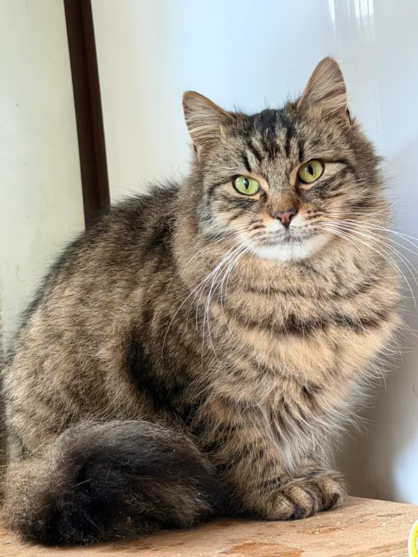 Kot do adopcji, Pieczyska, 9 lutego 2026 (2/5)