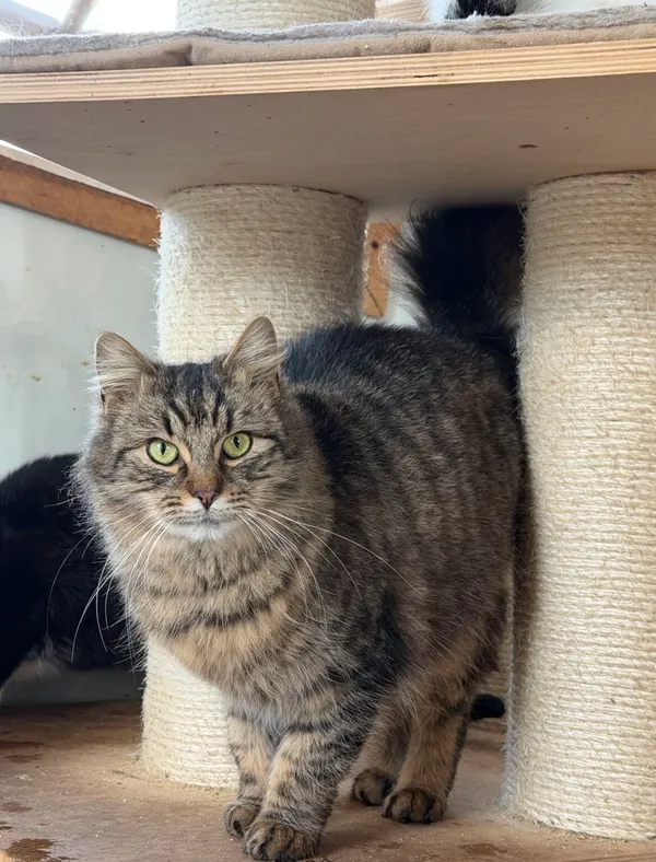 Kot do adopcji, Pieczyska, 9 lutego 2026 (3/5)