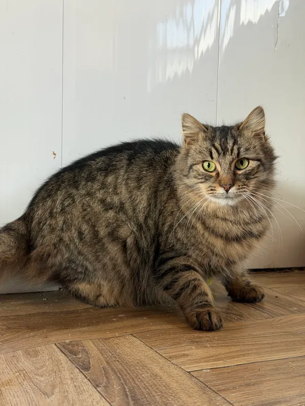 Kot do adopcji, Pieczyska, 9 lutego 2026 (4/5)