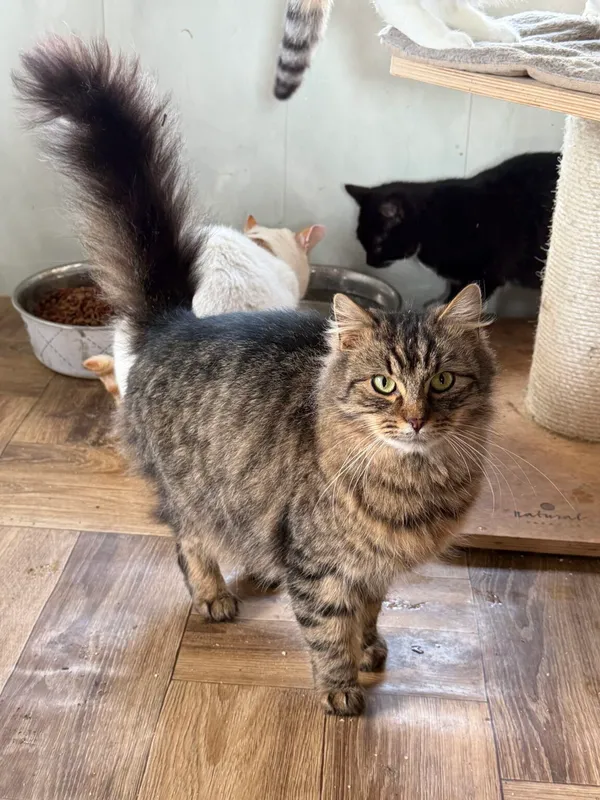 Kot do adopcji, Pieczyska, 9 lutego 2026 (5/5)