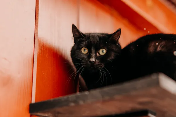 Kot do adopcji, Czartki, 9 lutego 2026 (3/5)