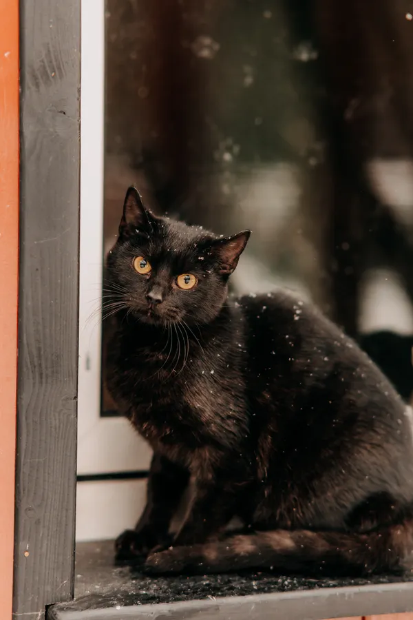 Kot do adopcji, Czartki, 9 lutego 2026 (4/5)