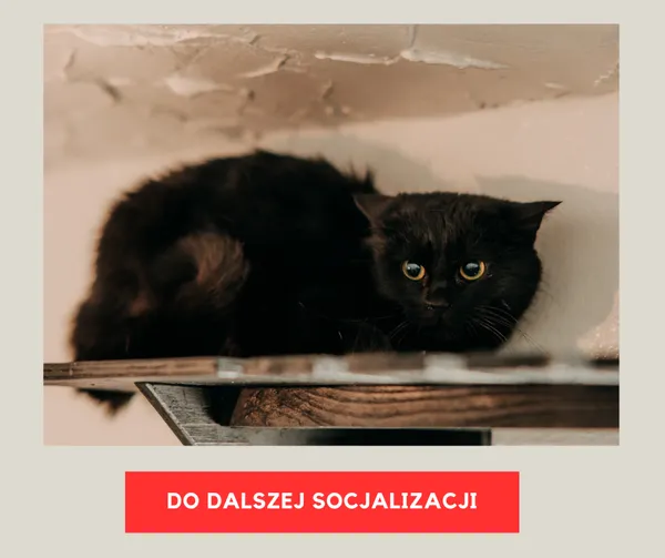 Kot do adopcji, Czartki, 9 lutego 2026