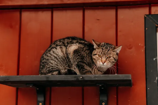 Kot do adopcji, Czartki, 9 lutego 2026 (1/4)