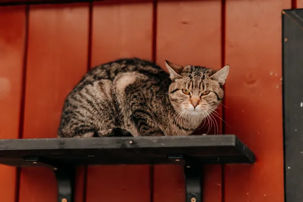 Kot do adopcji, Czartki, 9 lutego 2026 (2/4)