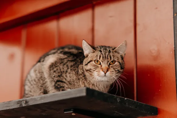 Kot do adopcji, Czartki, 9 lutego 2026 (3/4)