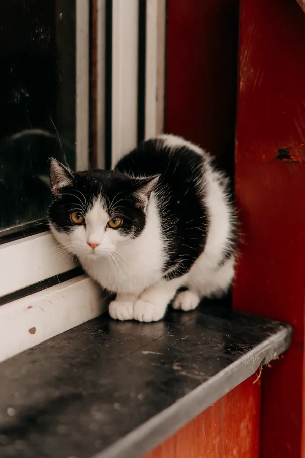 Kot do adopcji, Czartki, 9 lutego 2026 (1/2)