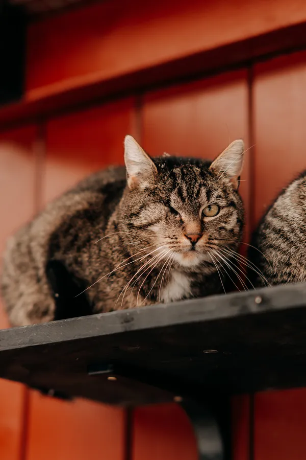 Kot do adopcji, Czartki, 9 lutego 2026 (2/2)