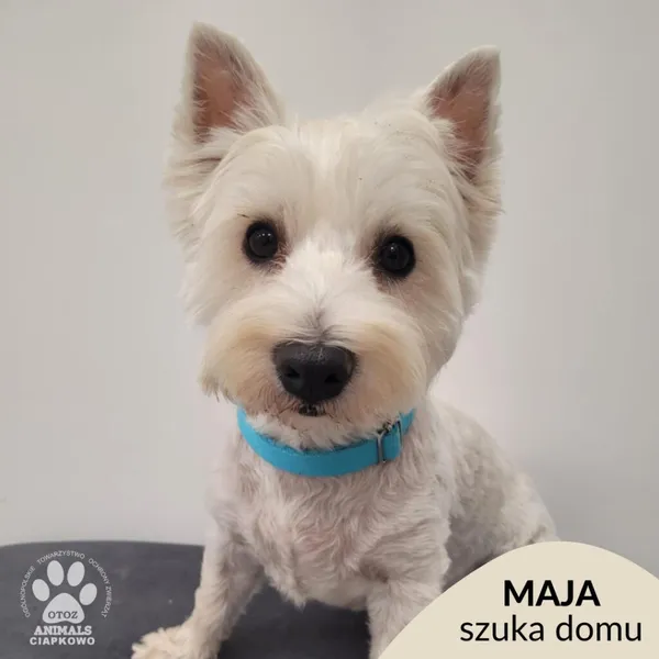 Pies do adopcji, Gdynia, 9 lutego 2026 (1/5)