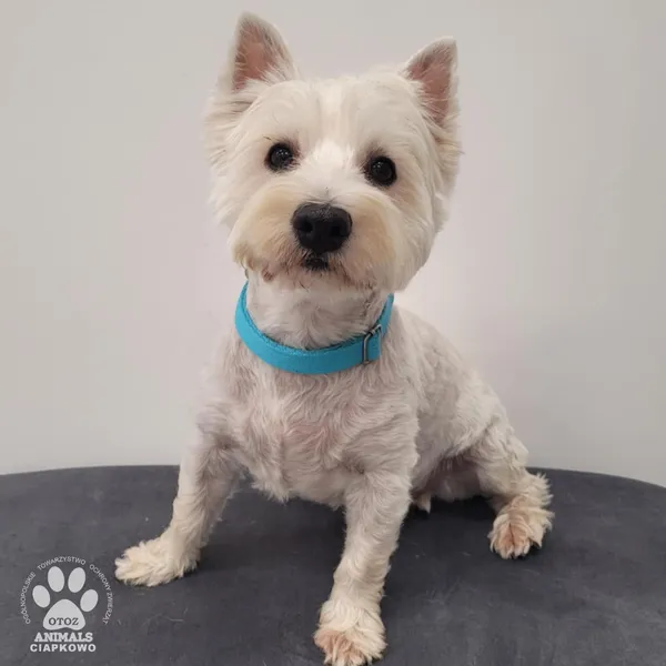 Pies do adopcji, Gdynia, 9 lutego 2026 (2/5)