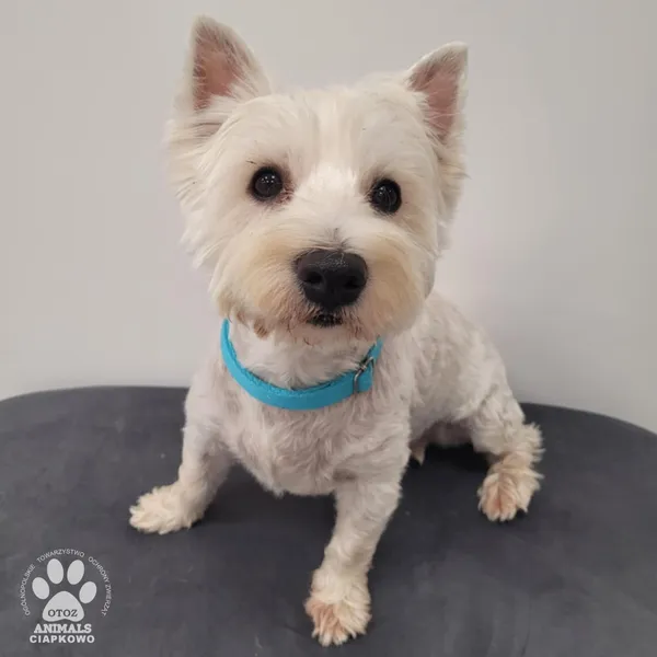 Pies do adopcji, Gdynia, 9 lutego 2026 (4/5)