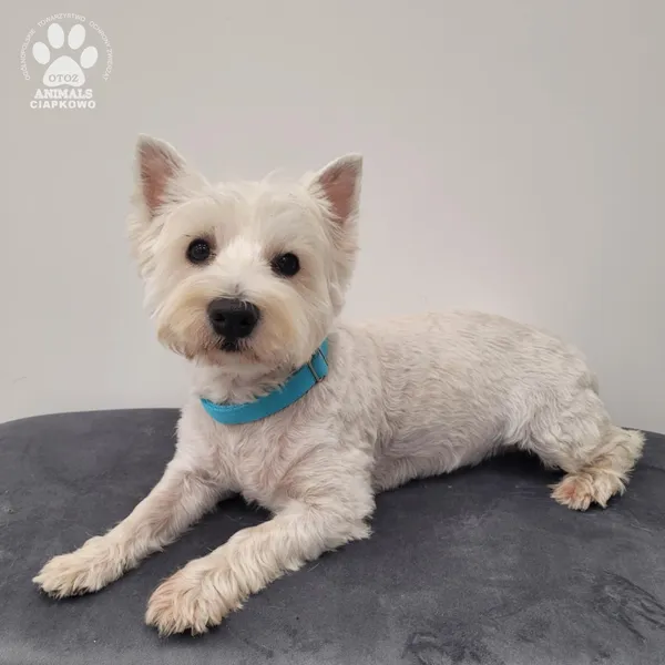 Pies do adopcji, Gdynia, 9 lutego 2026 (5/5)